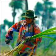 fairtrade-sugar-cane-worker_thumbnail