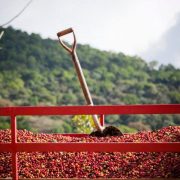 nicaragua-producer