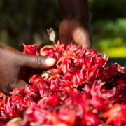 Kenya, Meru, Meru Herbs factory, hibiscus