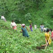 potong-farmers