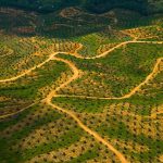 Aerial view of palm oil plantation on deforested land, Sabah, Borneo, Malaysia



 2007